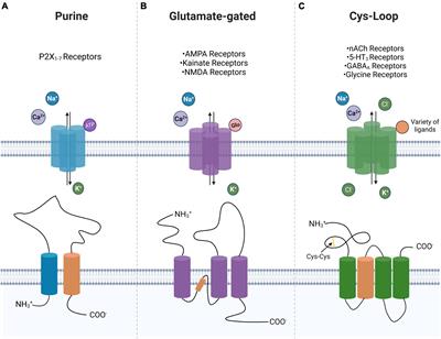 Ligand-Gated Ion Channels as Targets for Treatment and Management of Cancers